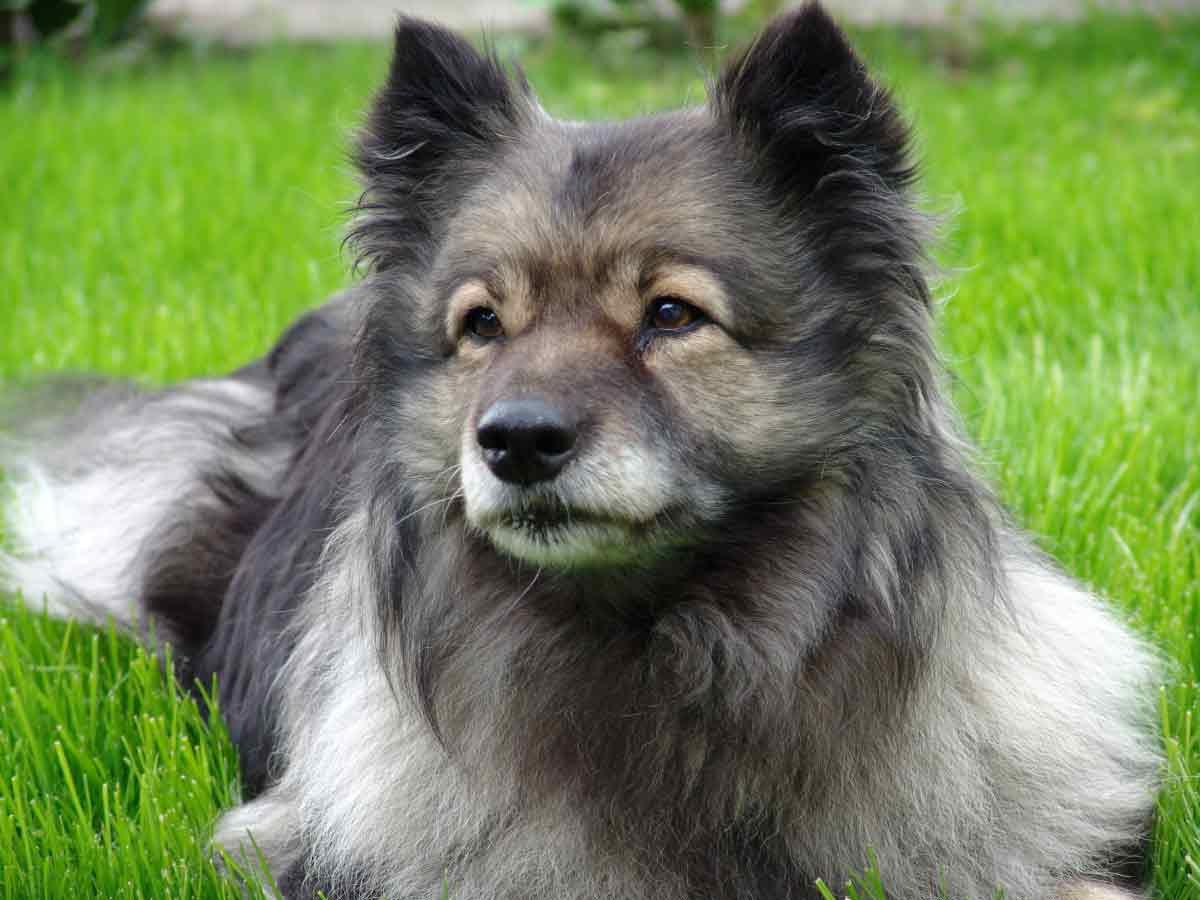 Finnish Lapphund Dog Breed Image 7