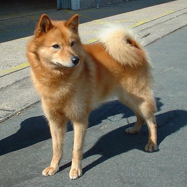 Finnish Spitz Dog Breed Image 14