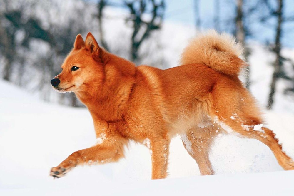 Finnish Spitz Dog Breed Image 2