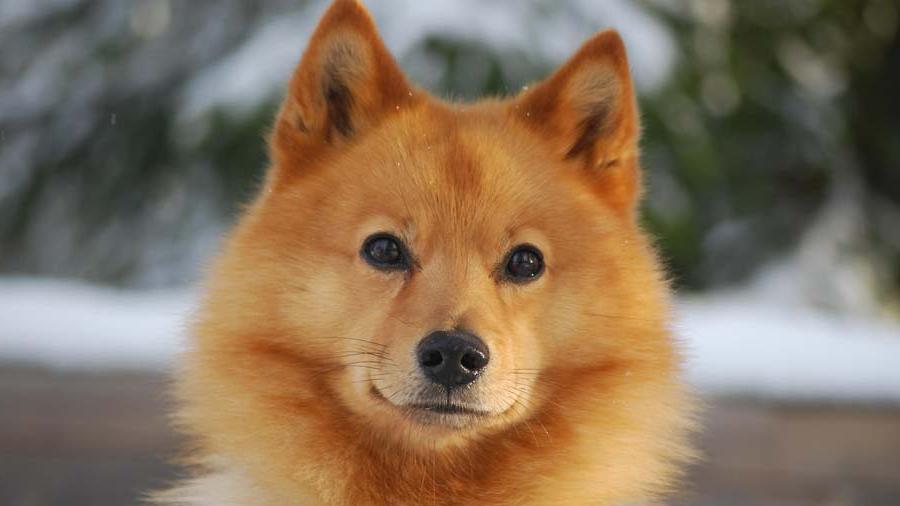 Finnish Spitz Dog Breed Image 7