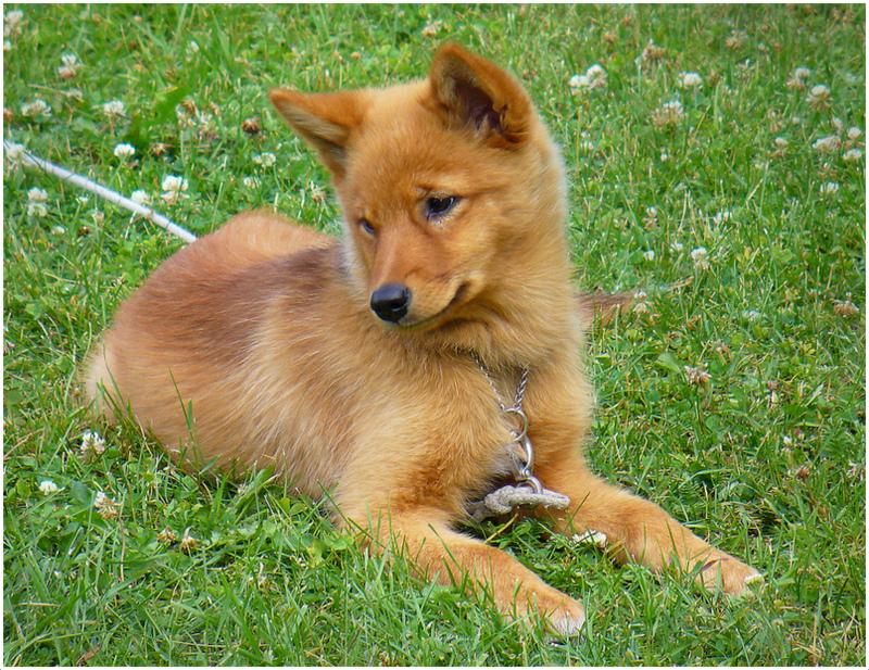 Finnish Spitz Dog Breed Image 9