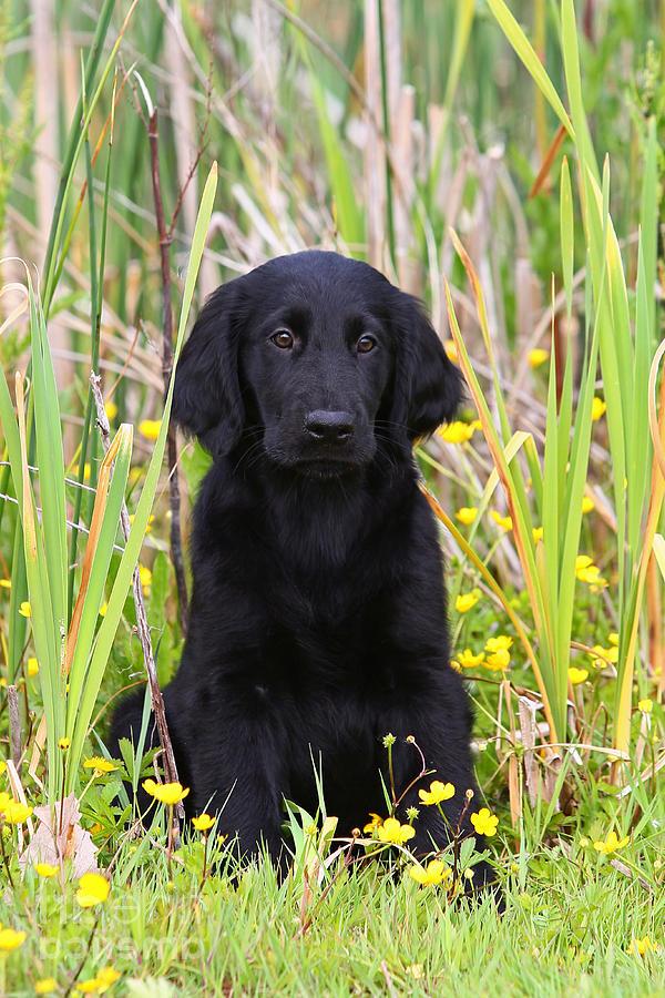 Flat Coated Retriever Dog Breed Image 13