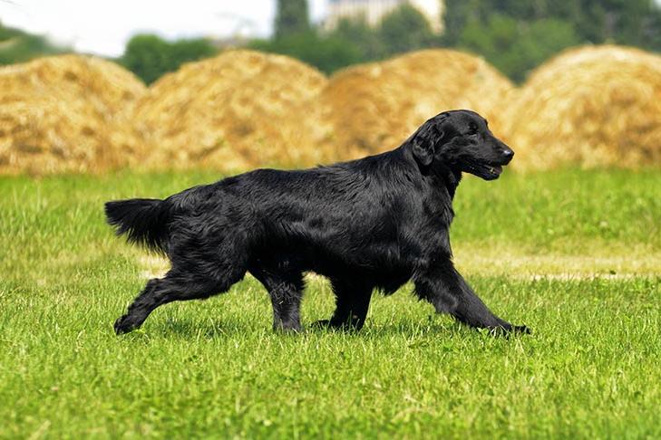 Flat Coated Retriever Dog Breed Image 14