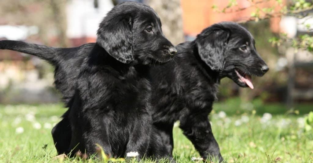 Flat Coated Retriever Dog Breed Image 18