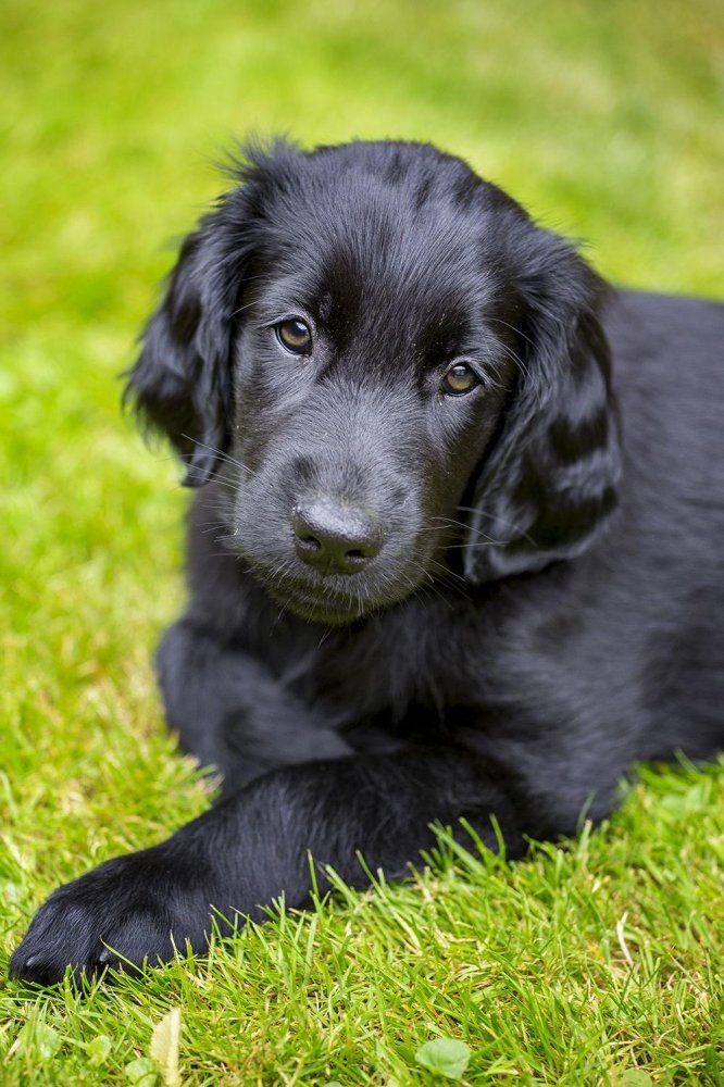 Flat Coated Retriever Dog Breed Image 19