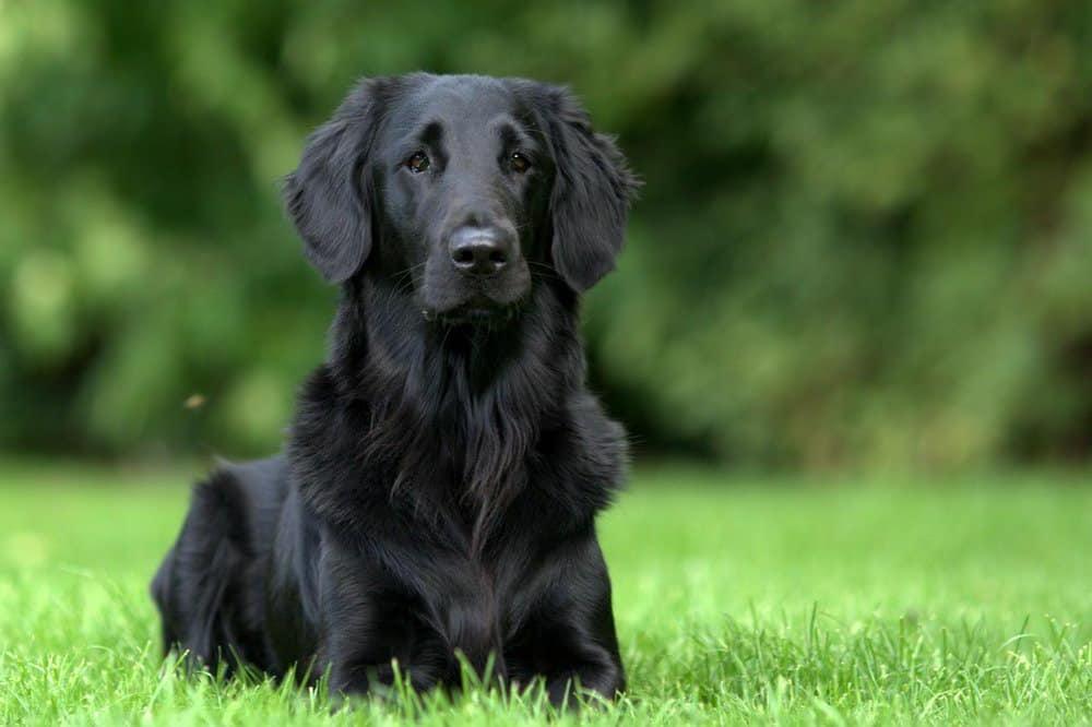 Flat Coated Retriever Dog Breed Image 2