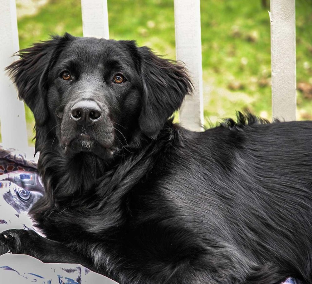 Flat Coated Retriever Dog Breed Image 3