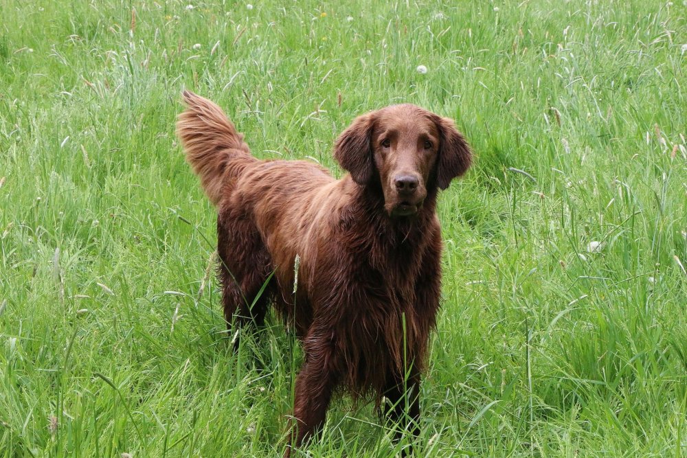 Flat Coated Retriever Dog Breed Image 4