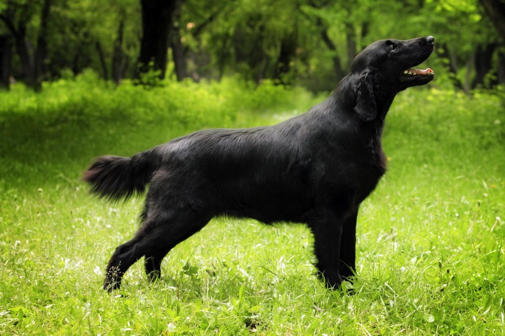 Flat Coated Retriever Dog Breed Image 7