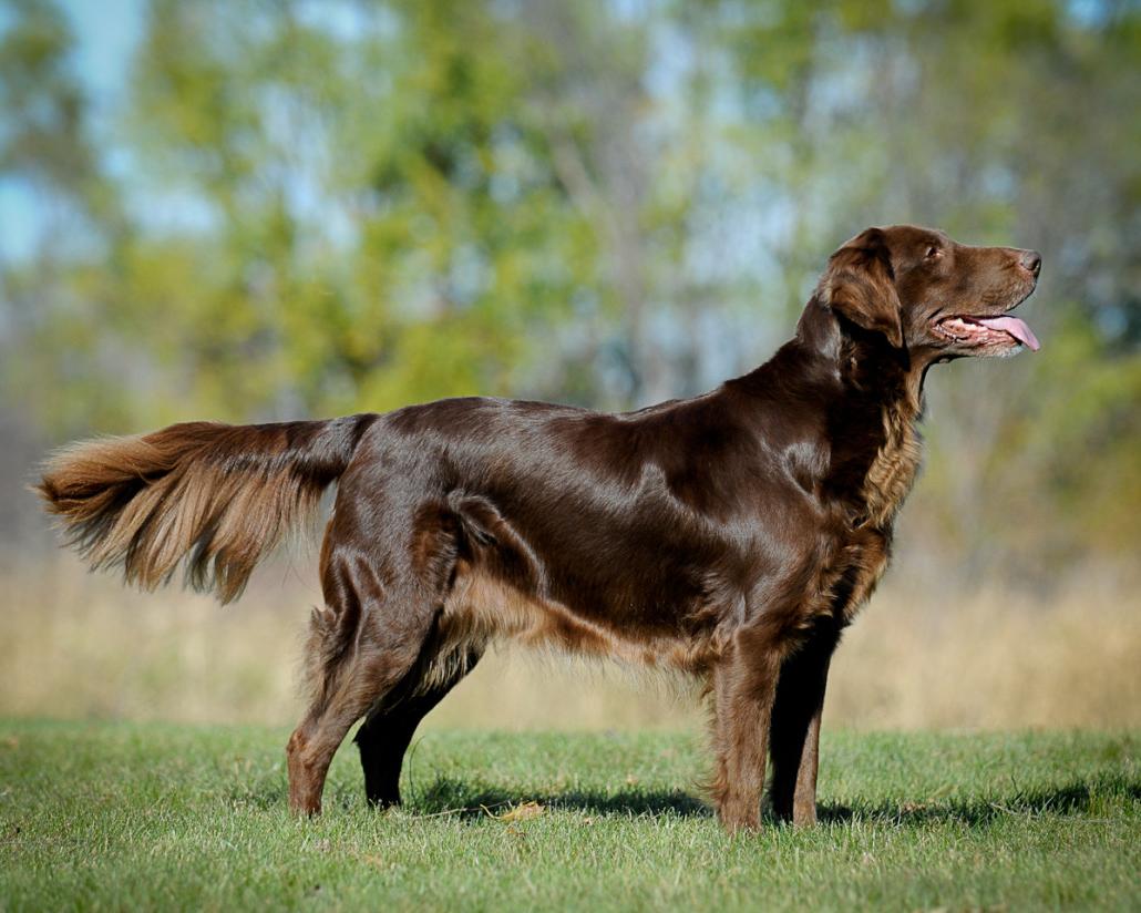 Flat Coated Retriever Dog Breed Image 8