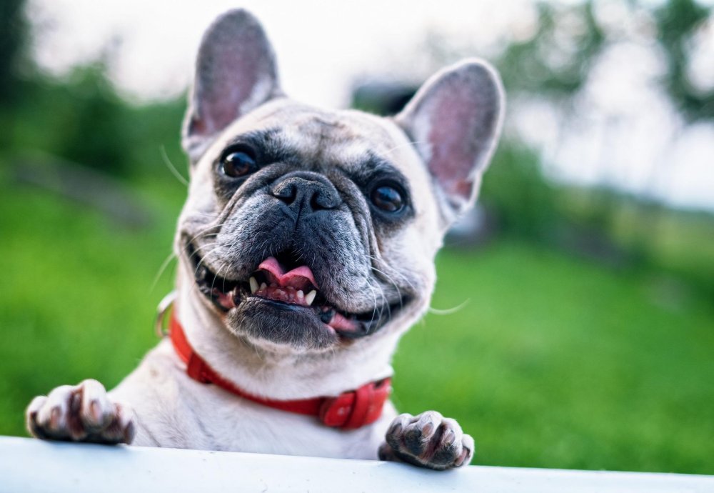 French BullDog Breed Image 10