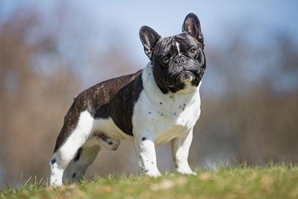 French BullDog Breed Image 11