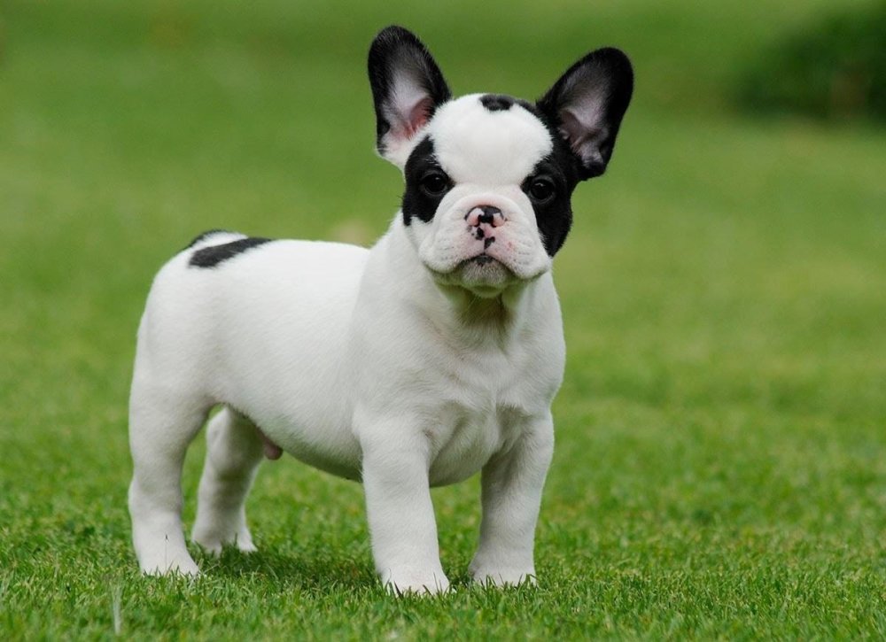 French BullDog Breed Image 13