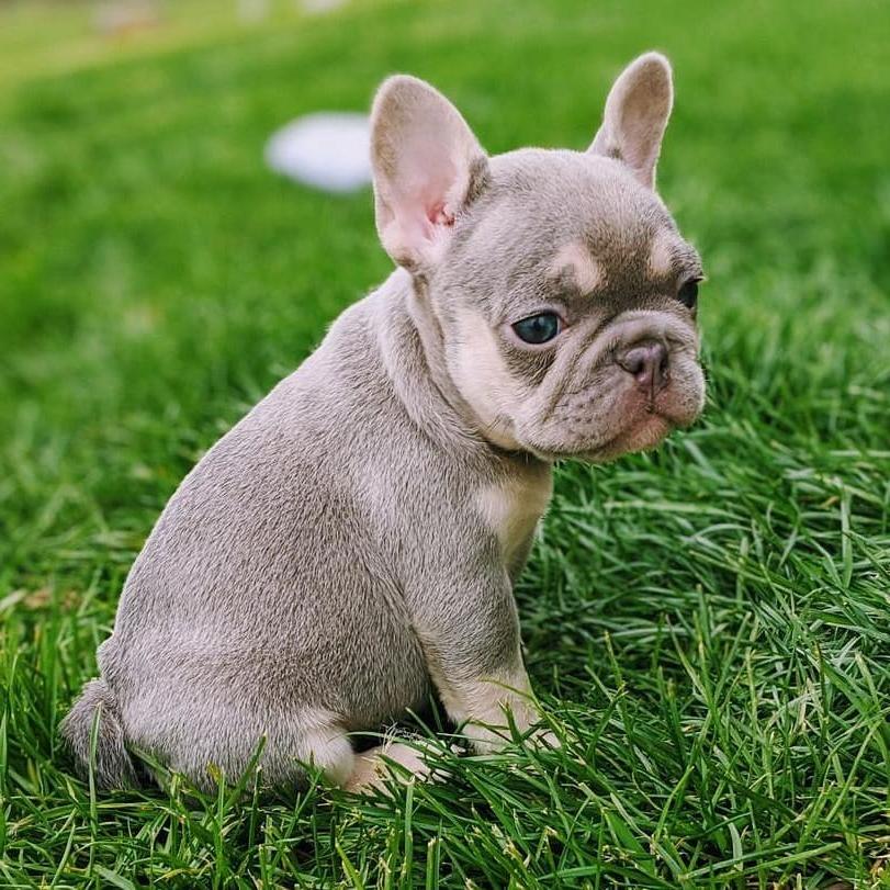 French BullDog Breed Image 15