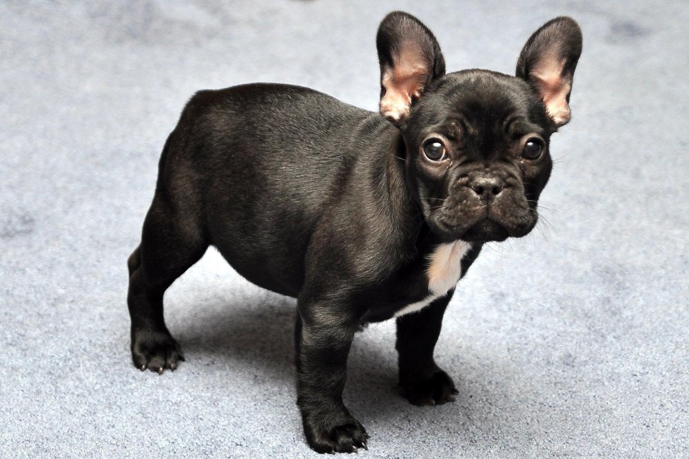 French BullDog Breed Image 17