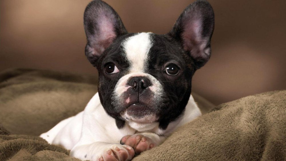 French BullDog Breed Image 5