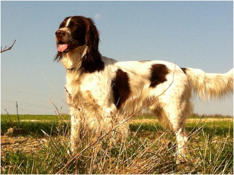 French Spaniel Dog Breed Image 16