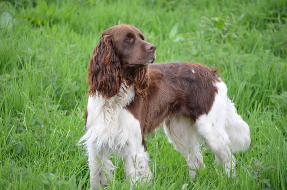 French Spaniel Dog Breed Image 17