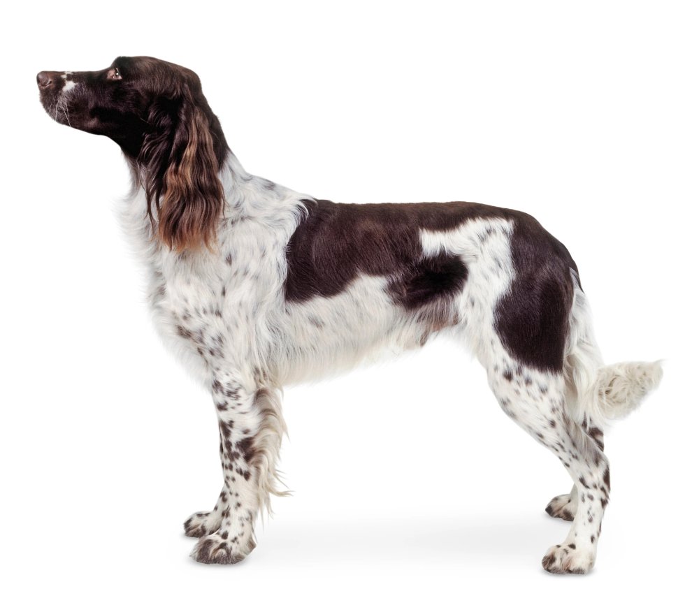 French Spaniel Dog Breed Image 2