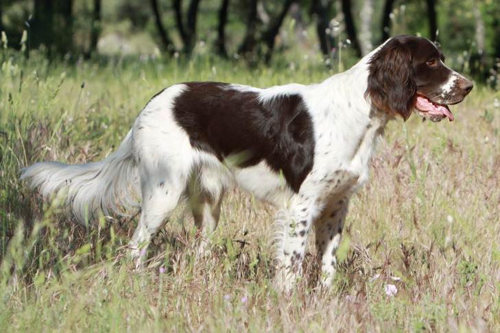 French Spaniel Dog Breed Image 7