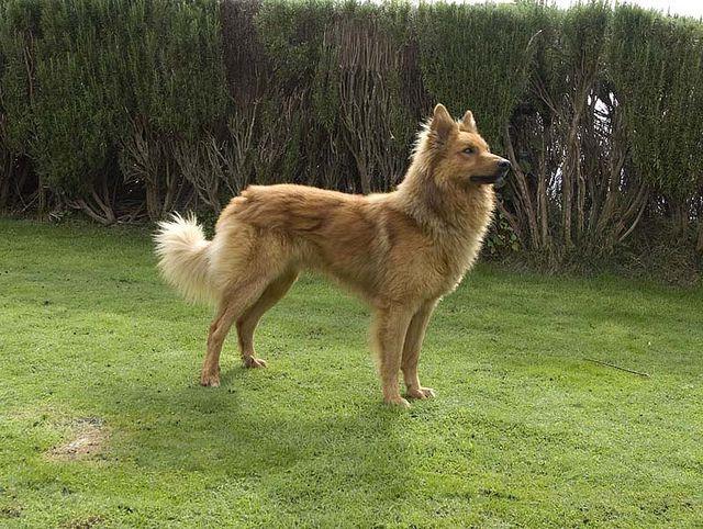 Garafian Shepherd Dog Breed Image 19