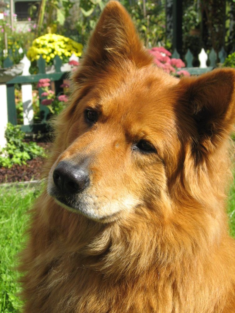 Garafian Shepherd Dog Breed Image 3