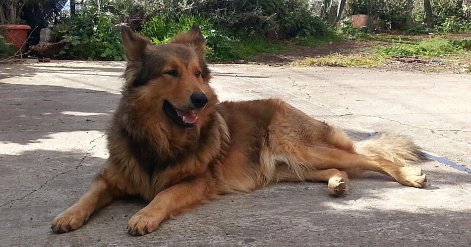 Garafian Shepherd Dog Breed Image 4