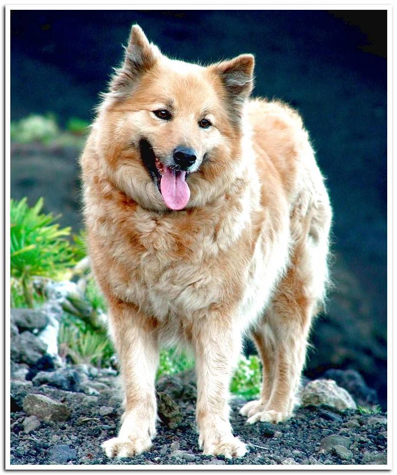 Garafian Shepherd Dog Breed Image 9