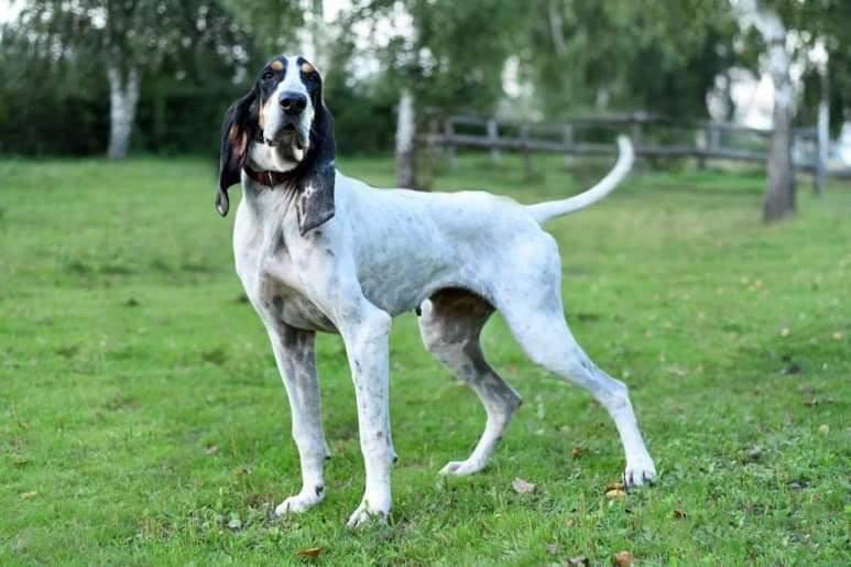 Gascon Saintongeois Dog Breed Image 13