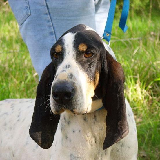 Gascon Saintongeois Dog Breed Image 14