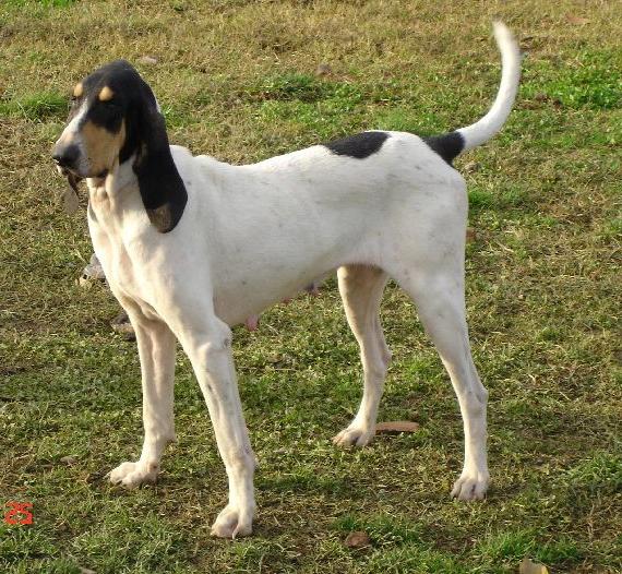 Gascon Saintongeois Dog Breed Image 18