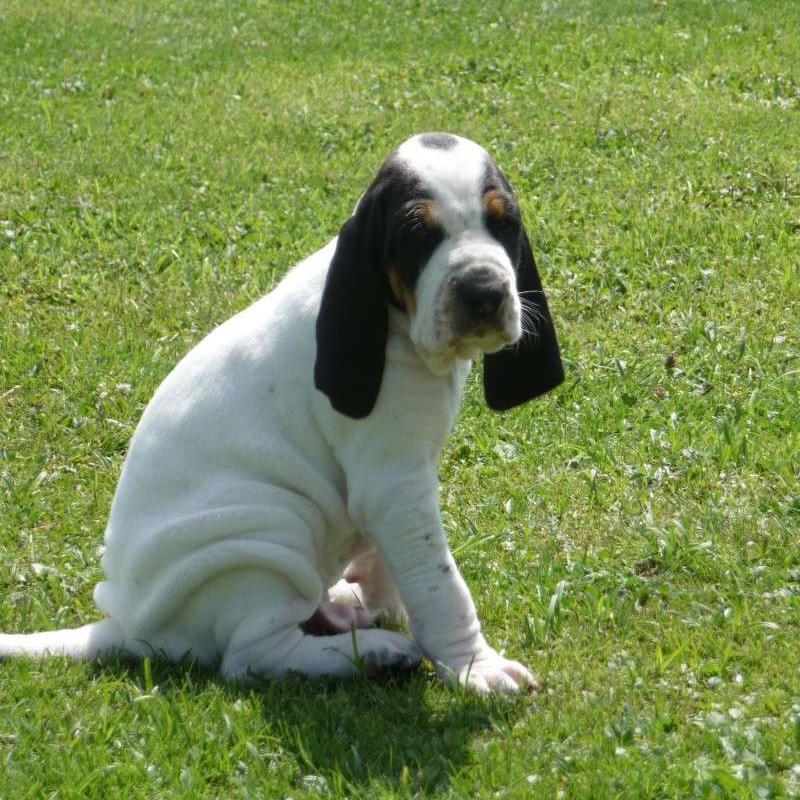 Gascon Saintongeois Dog Breed Image 19