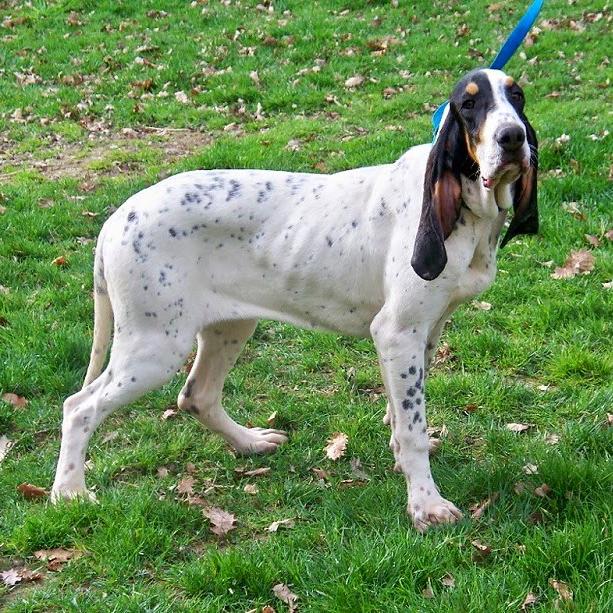 Gascon Saintongeois Dog Breed Image 3