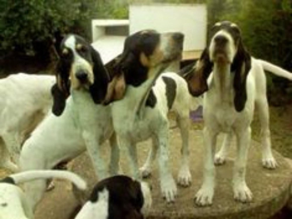 Gascon Saintongeois Dog Breed Image 5