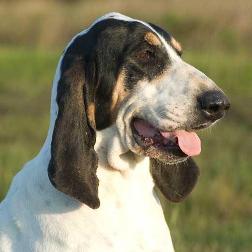 Gascon Saintongeois Dog Breed Image 6