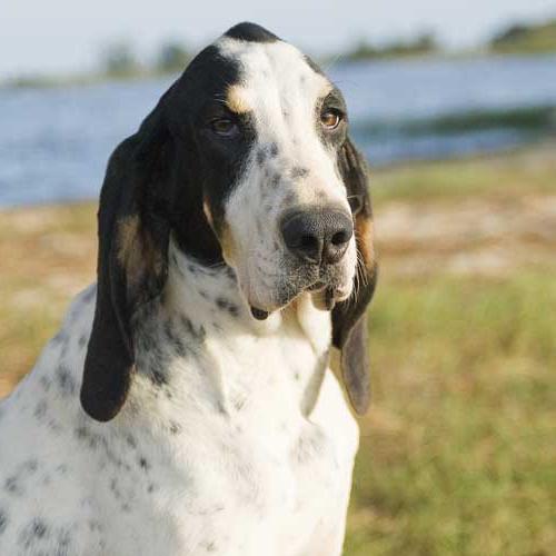 Gascon Saintongeois Dog Breed Image 8