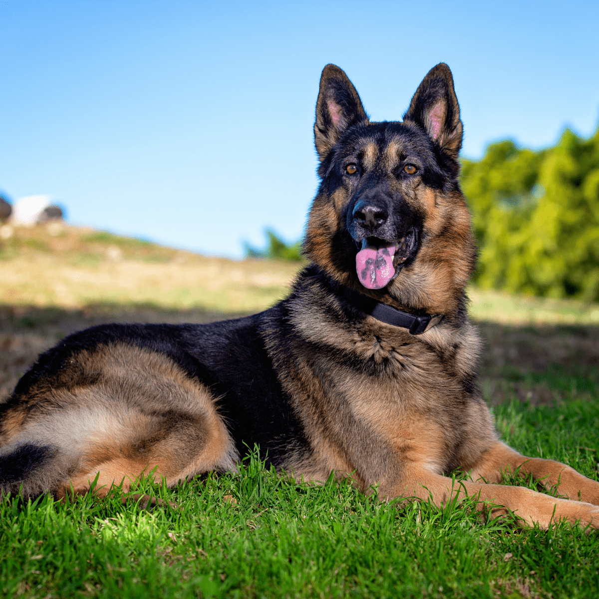 Georgian Shepherd Dog Breed Image 17