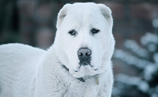 Georgian Shepherd Dog Breed Image 5