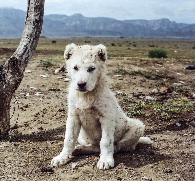 Georgian Shepherd Dog Breed Image 8