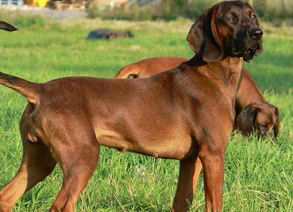 German Hound Dog Breed Image 10