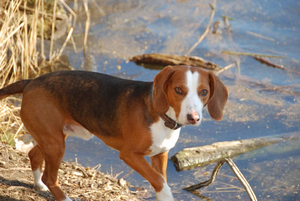 German Hound Dog Breed Image 11