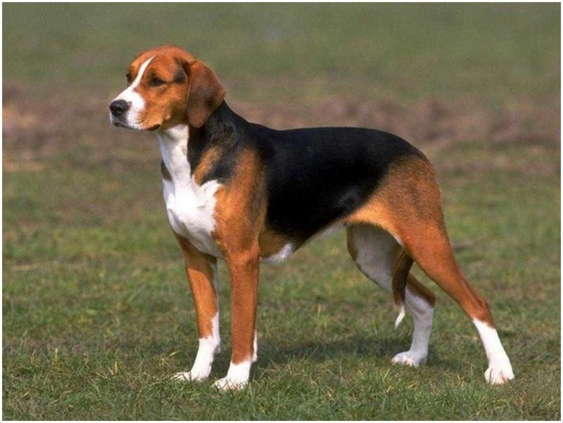 German Hound Dog Breed Image 14