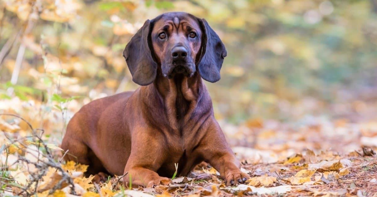 German Hound Dog Breed Image 5