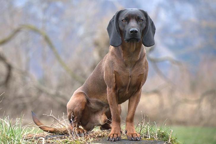 German Hound Dog Breed Image 7