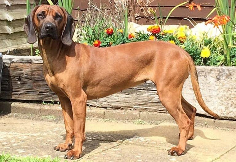 German Hound Dog Breed Image 8