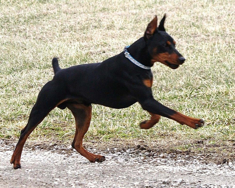 German Pinscher Dog Breed Image 17