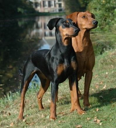 German Pinscher Dog Breed Image 18