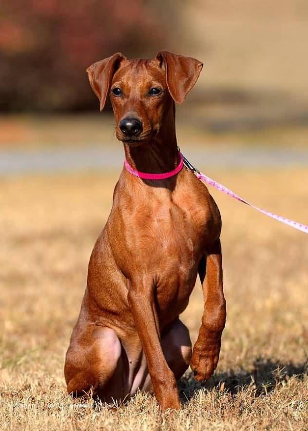 German Pinscher Dog Breed Image 4