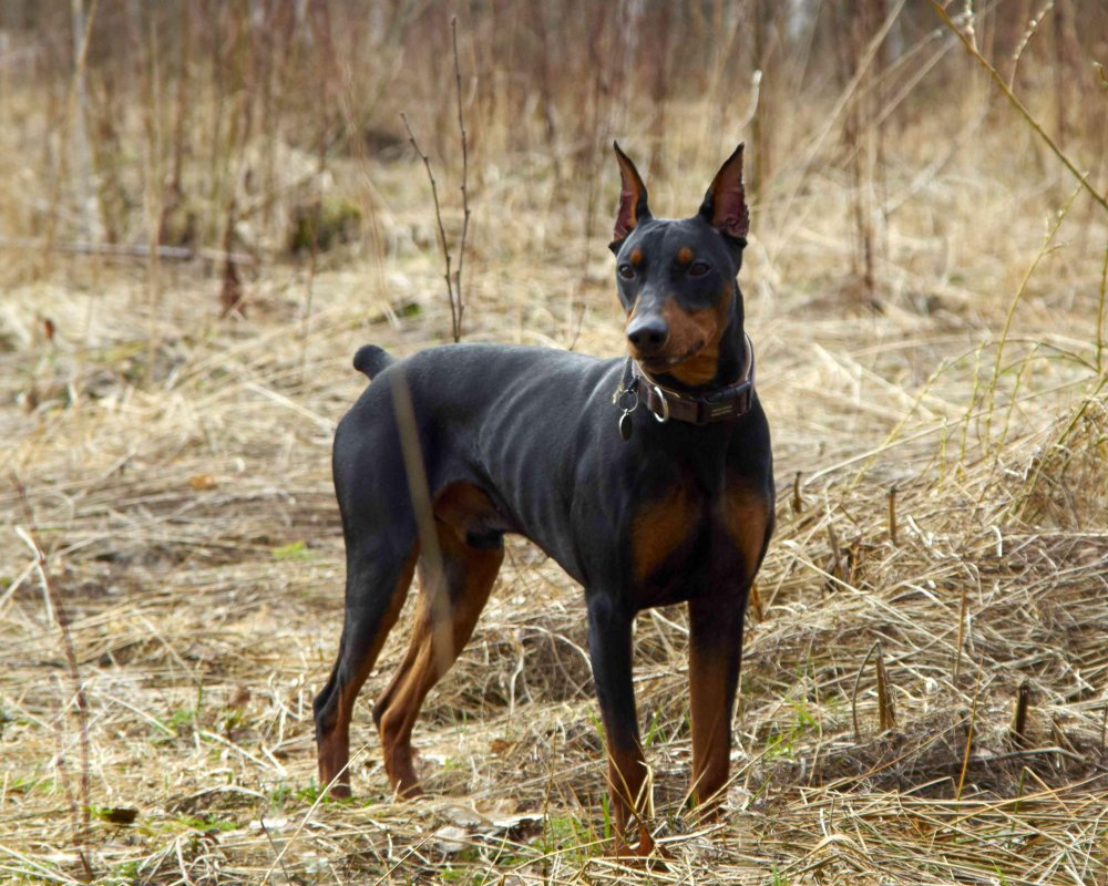 German Pinscher Dog Breed Image 5