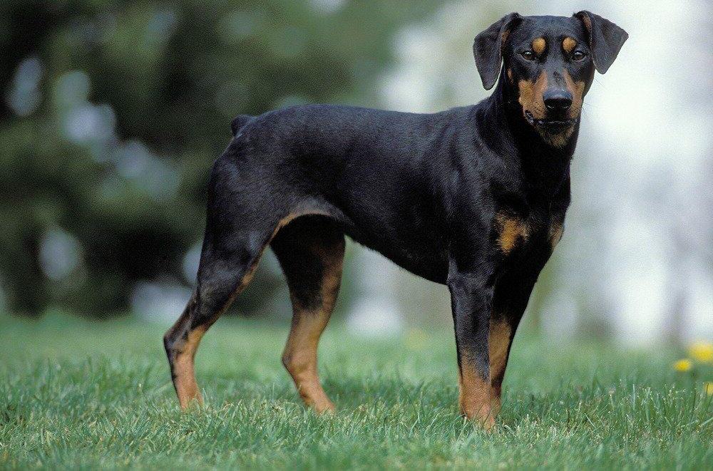 German Pinscher Dog Breed Image 7